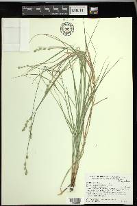 Carex albolutescens image