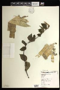 Betula alleghaniensis image