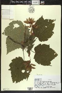 Acer spicatum image