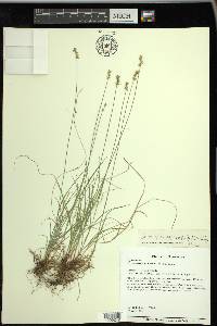 Carex texensis image