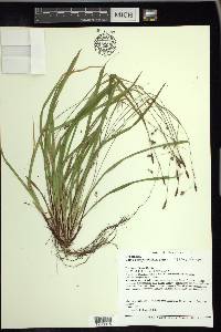 Carex austrocaroliniana image