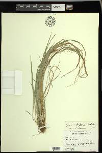 Carex styloflexa image