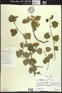 Crataegus pruinosa image