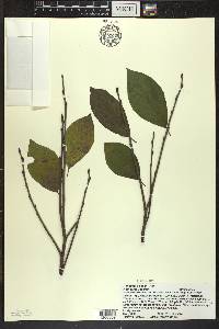 Rhamnus alnifolia image