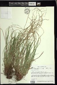 Carex nigromarginata image