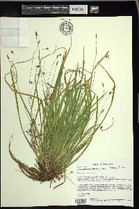 Carex austrocaroliniana image