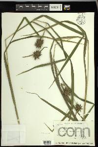 Carex grayi image