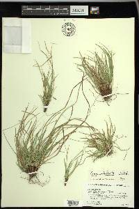 Carex umbellata image