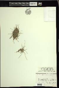 Eleocharis flavescens image