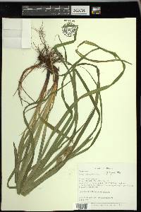 Carex typhina image