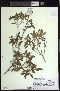 Vaccinium angustifolium image