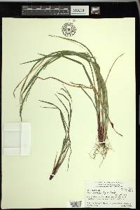 Carex manhartii image