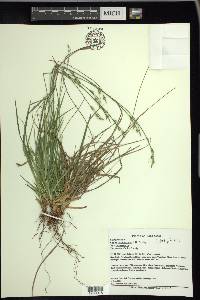 Carex communis var. communis image