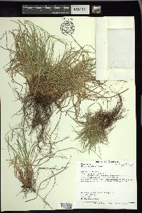 Carex umbellata image