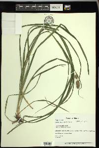 Carex typhina image