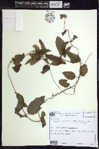 Stigmaphyllon auriculatum image
