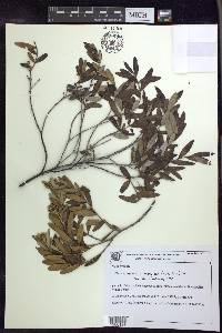 Tetrapterys microphylla image