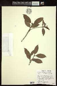 Byrsonima eugeniifolia image