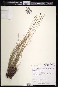 Carex capillifolia image