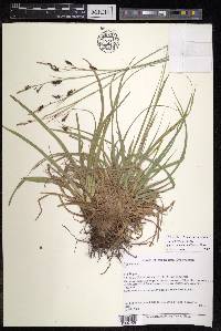 Carex stenocarpa image