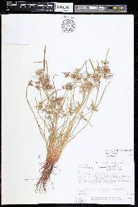 Cyperus fuscus image