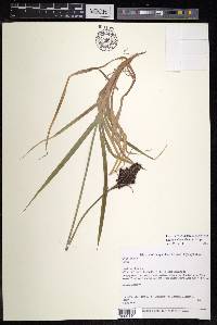 Carex melanantha image