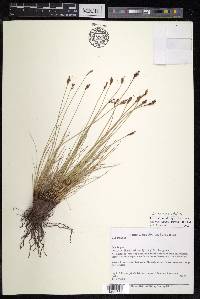 Carex myosurus image