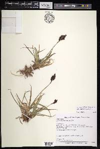 Carex melanantha image