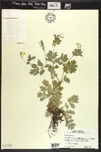 Chelidonium majus image