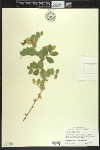 Lathyrus japonicus image