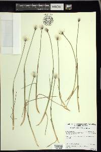 Eriophorum scheuchzeri image