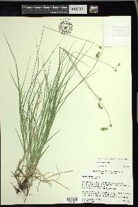 Carex tenera var. tenera image