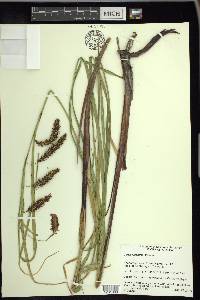 Carex lyngbyei image