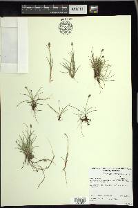 Carex gynocrates image