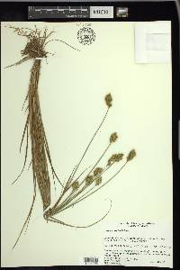 Carex crawfordii image