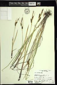 Carex ramenskii image