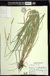 Carex laevivaginata image