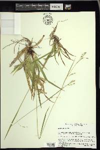 Carex arctata image