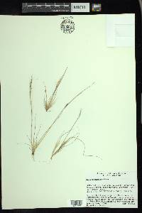 Aristida basiramea image