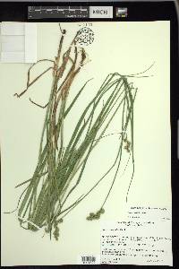 Carex normalis image