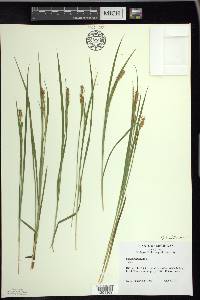 Carex pallescens image