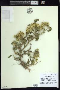 Solanum rostratum image