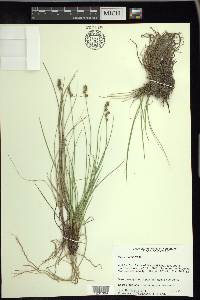 Carex sterilis image