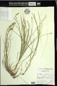 Carex echinata image