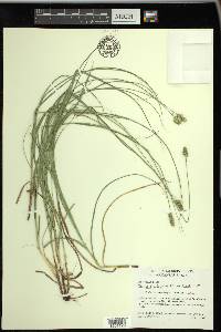 Carex muehlenbergii var. enervis image