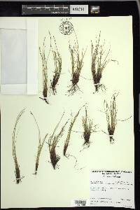 Carex myosuroides image