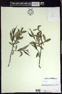 Salix lucida image