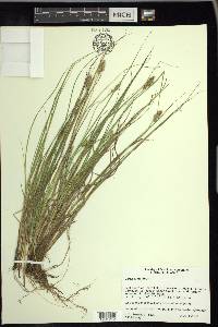 Carex arcta image