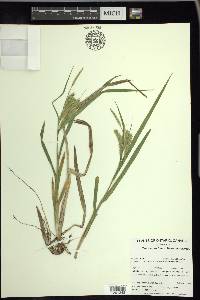 Carex schweinitzii image