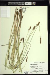 Carex diandra image